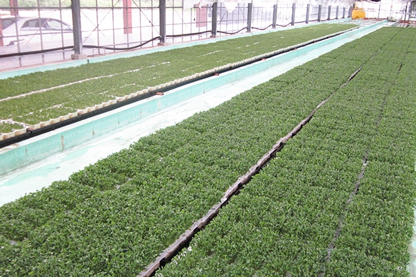 かいわれ大根豆苗ブロッコリースプラウトなら嶋本食品 高知県室戸市